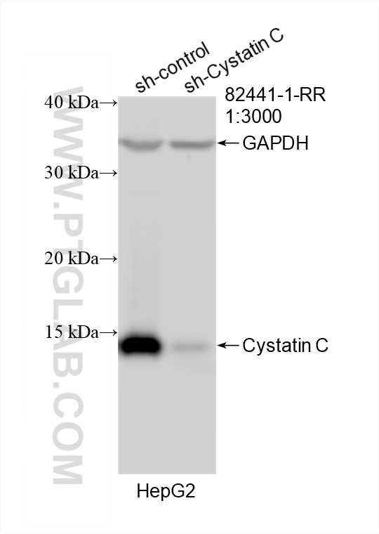 Western Blot (WB) analysis of HepG2 cells using Cystatin C Recombinant antibody (82441-1-RR)