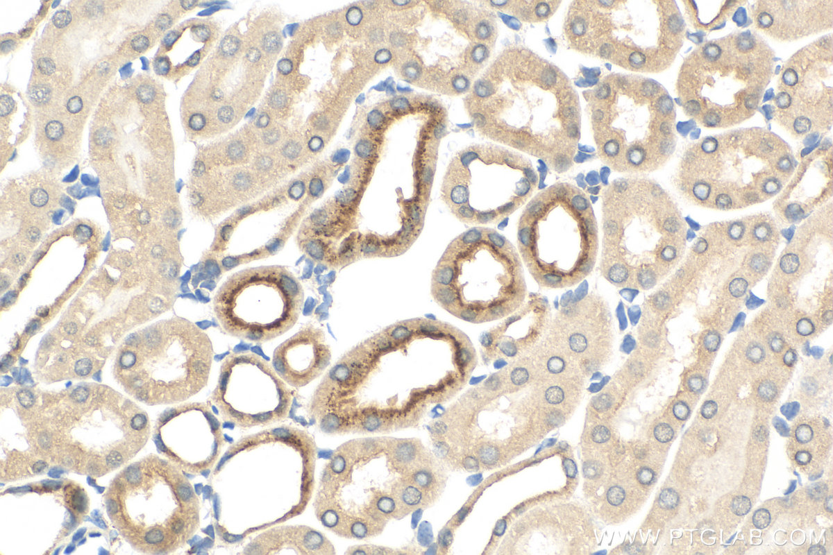 Immunohistochemistry (IHC) staining of mouse kidney tissue using Cystatin C Recombinant antibody (83422-1-RR)