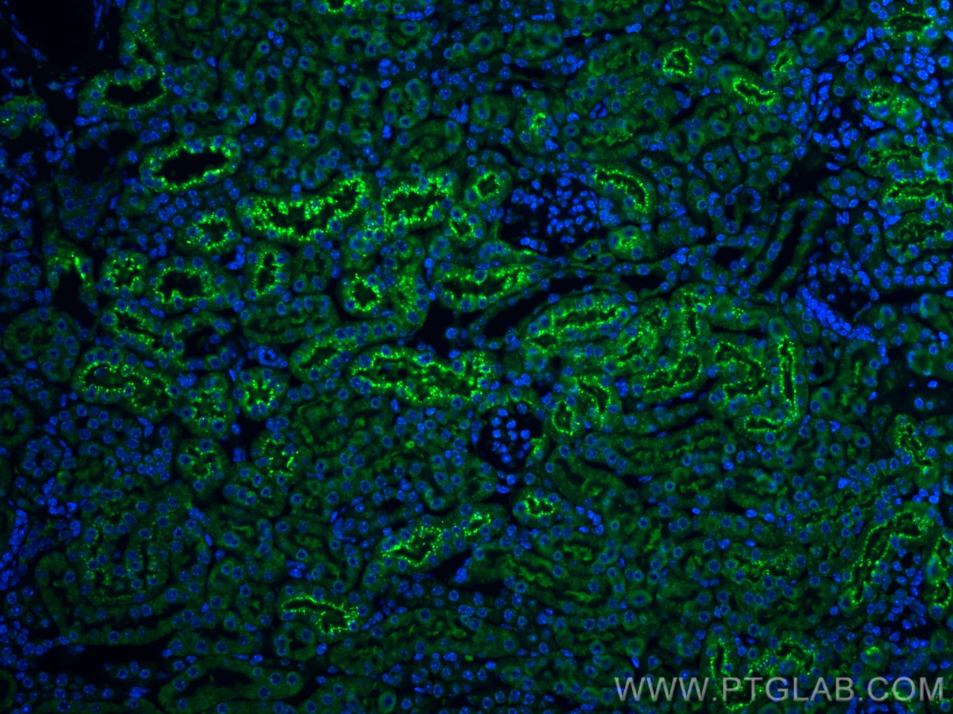 Immunofluorescence (IF) / fluorescent staining of mouse kidney tissue using CoraLite® Plus 488-conjugated Cystatin C Polyclona (CL488-12245)