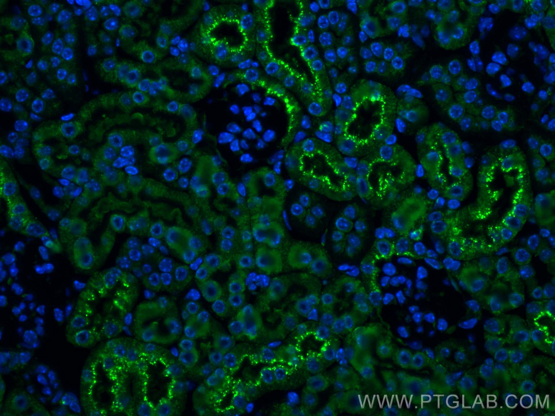 Immunofluorescence (IF) / fluorescent staining of mouse kidney tissue using CoraLite® Plus 488-conjugated Cystatin C Polyclona (CL488-12245)