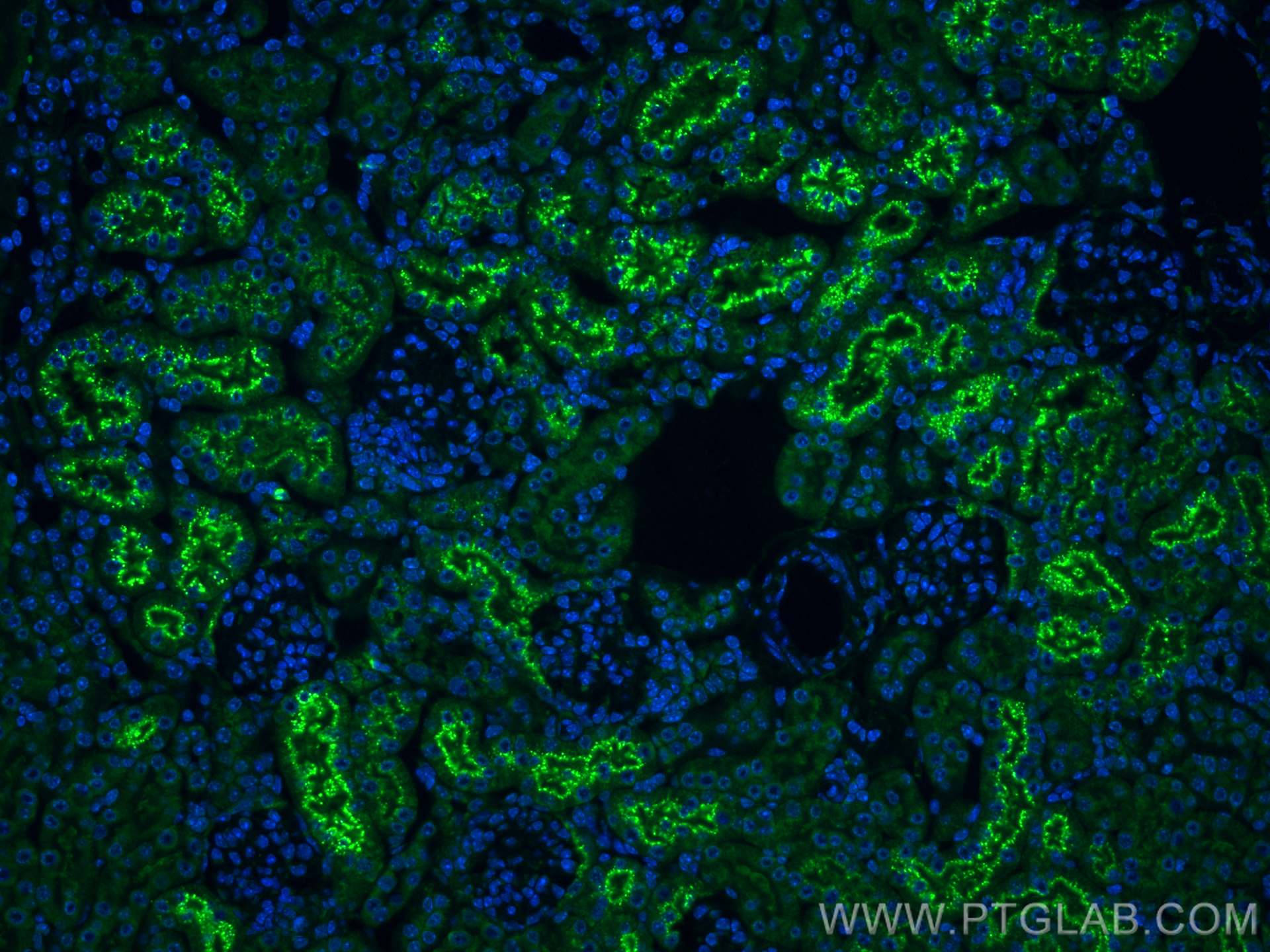 Immunofluorescence (IF) / fluorescent staining of mouse kidney tissue using CoraLite® Plus 488-conjugated Cystatin C Recombina (CL488-82441)