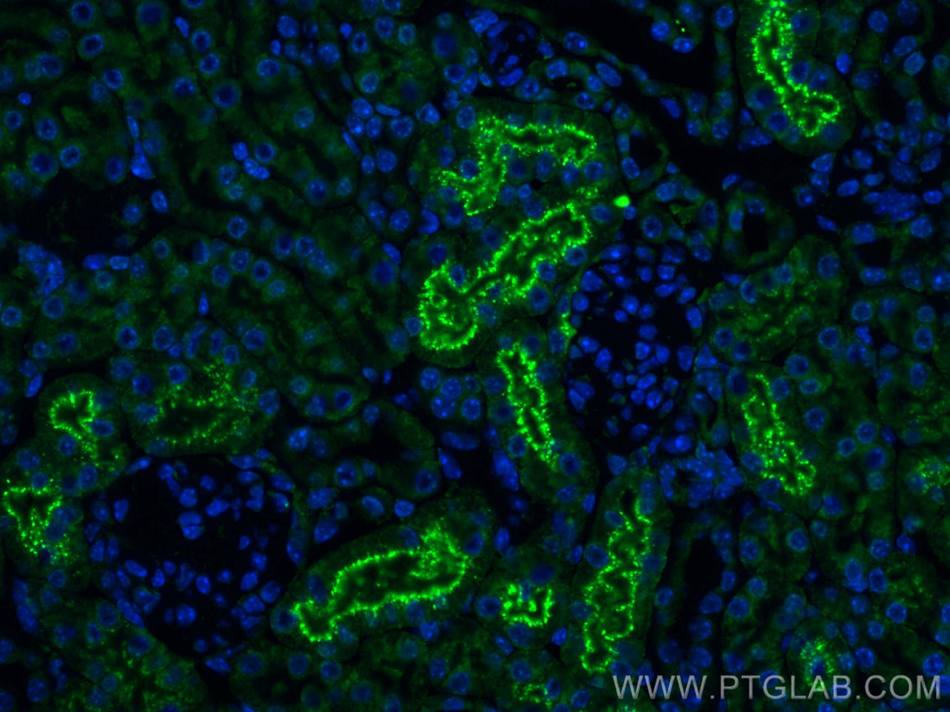 Immunofluorescence (IF) / fluorescent staining of mouse kidney tissue using CoraLite® Plus 488-conjugated Cystatin C Recombina (CL488-82441)