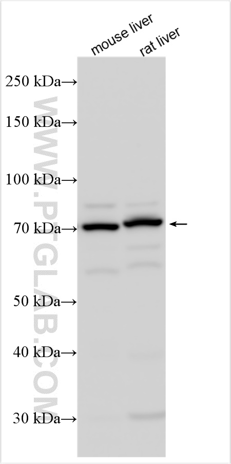 Western Blot (WB) analysis of various lysates using Cytochrome P450 Reductase Polyclonal antibody (29814-1-AP)