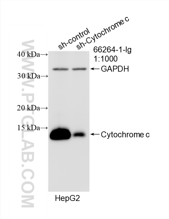 Western Blot (WB) analysis of HepG2 cells using Cytochrome c Monoclonal antibody (66264-1-Ig)