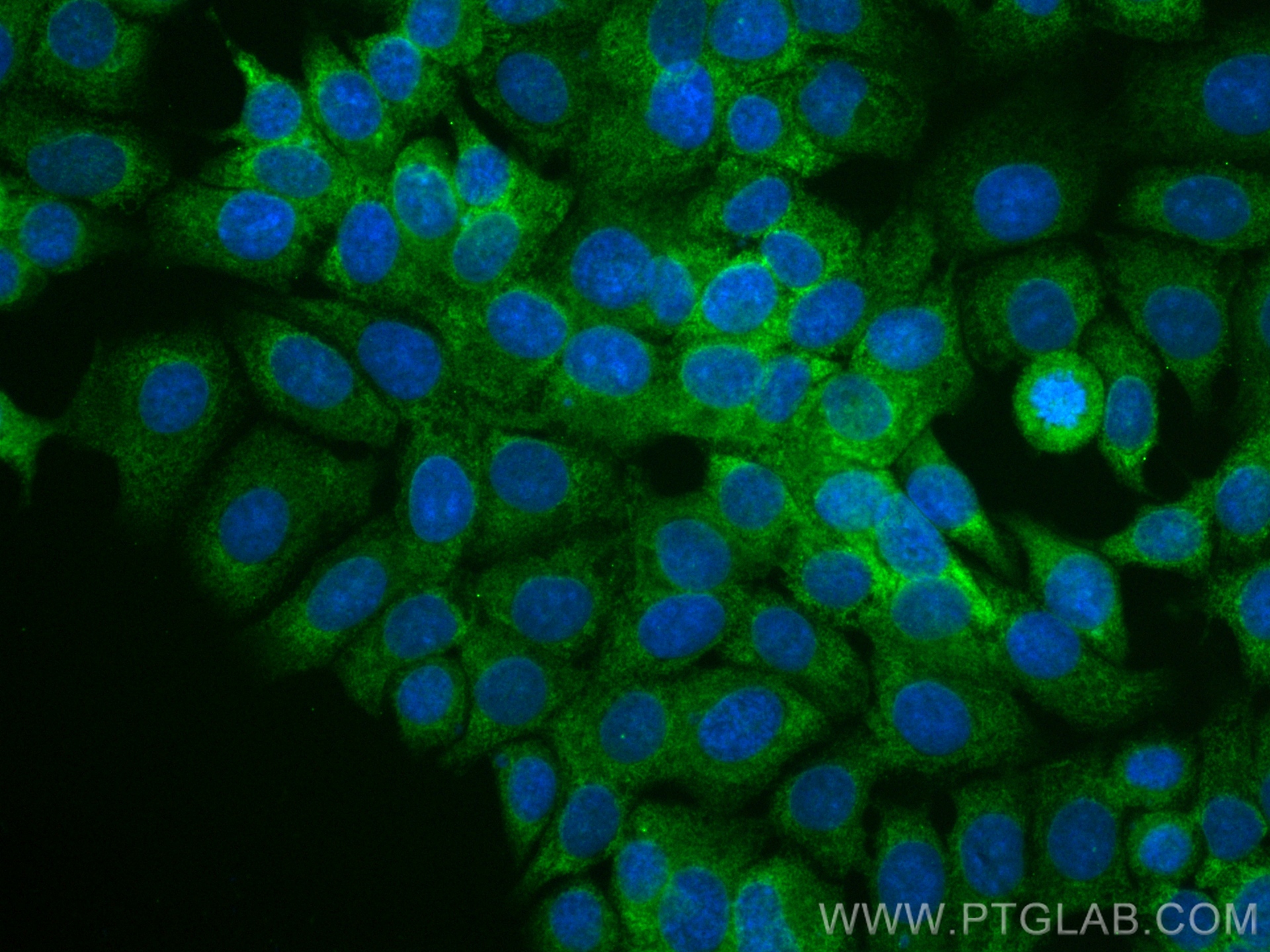 Immunofluorescence (IF) / fluorescent staining of MCF-7 cells using CoraLite® Plus 488-conjugated Cytochrome c Recombi (CL488-83276)