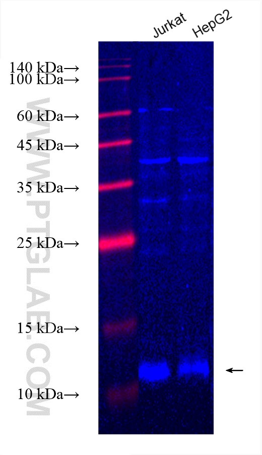 Western Blot (WB) analysis of various lysates using CoraLite® Plus 750-conjugated Cytochrome c Recombi (CL750-83276)