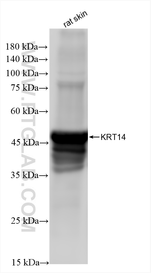 Western Blot (WB) analysis of rat skin tissue using Cytokeratin 14 Recombinant antibody (83379-1-RR)