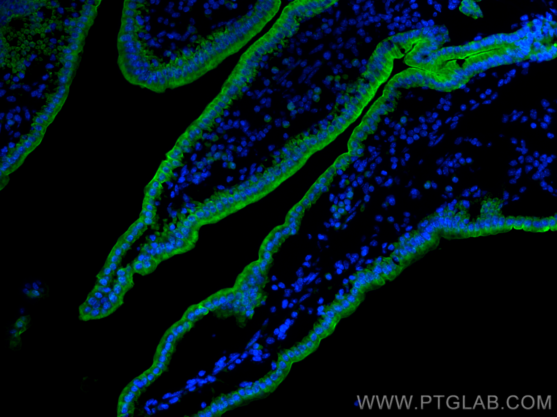 Immunofluorescence (IF) / fluorescent staining of mouse small intestine tissue using CoraLite® Plus 488-conjugated Cytokeratin 19 Polyc (CL488-10712)