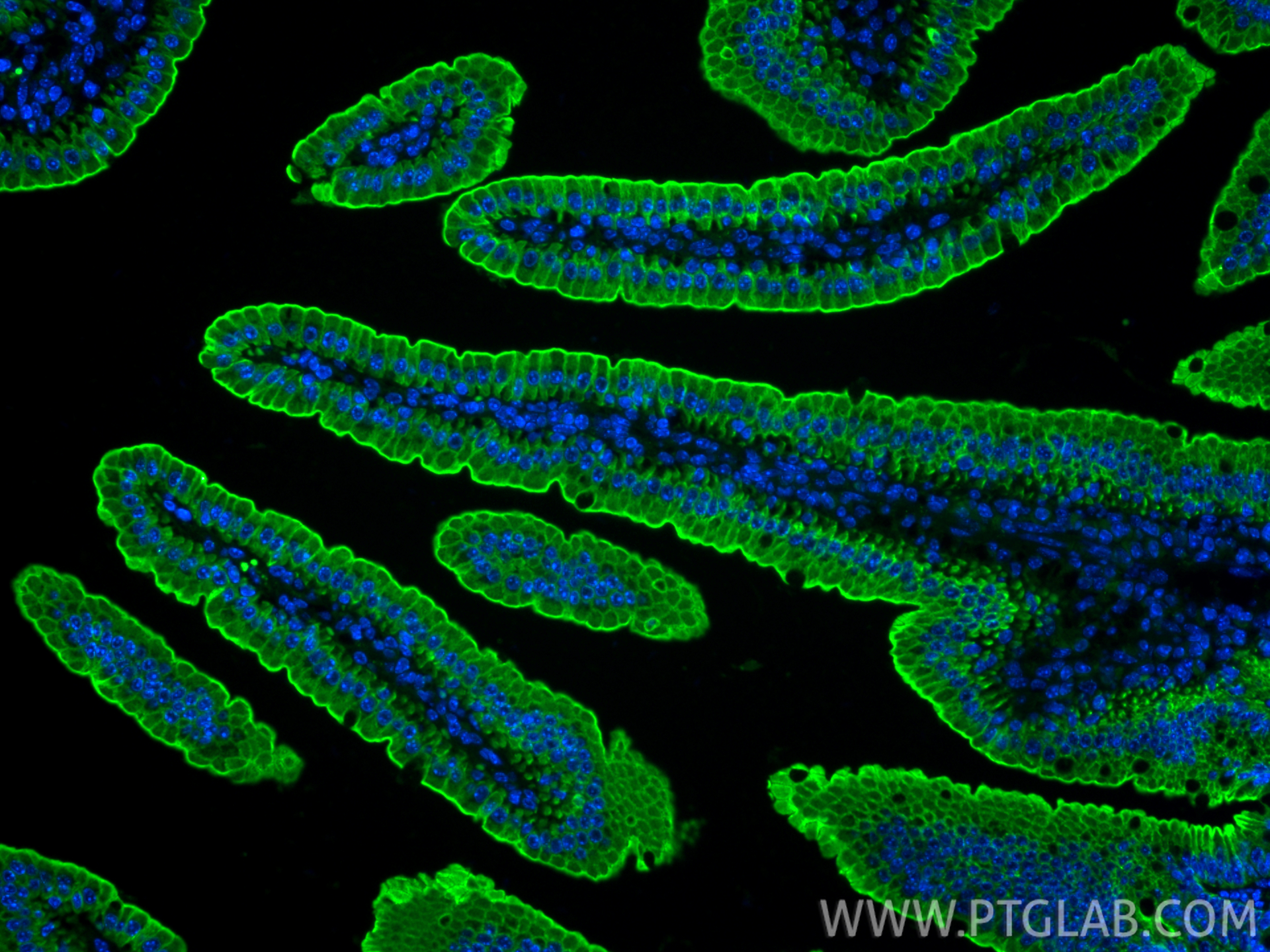 Immunofluorescence (IF) / fluorescent staining of mouse small intestine tissue using CoraLite® Plus 488-conjugated Cytokeratin 19 Polyc (CL488-10712)