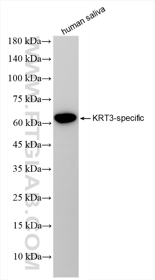 Western Blot (WB) analysis of human saliva using Cytokeratin 3 Recombinant antibody (84042-1-RR)