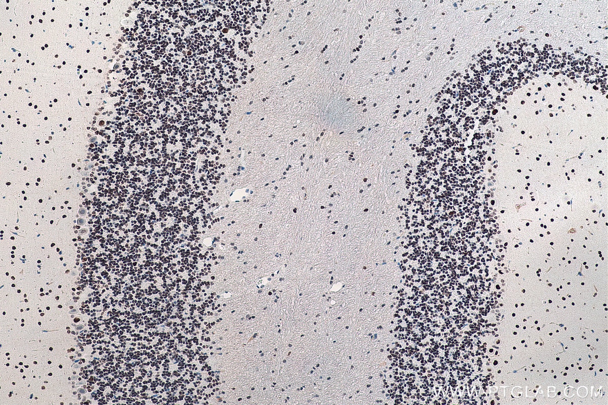 Immunohistochemistry (IHC) staining of rat cerebellum tissue using DACH1 Monoclonal antibody (60082-1-Ig)