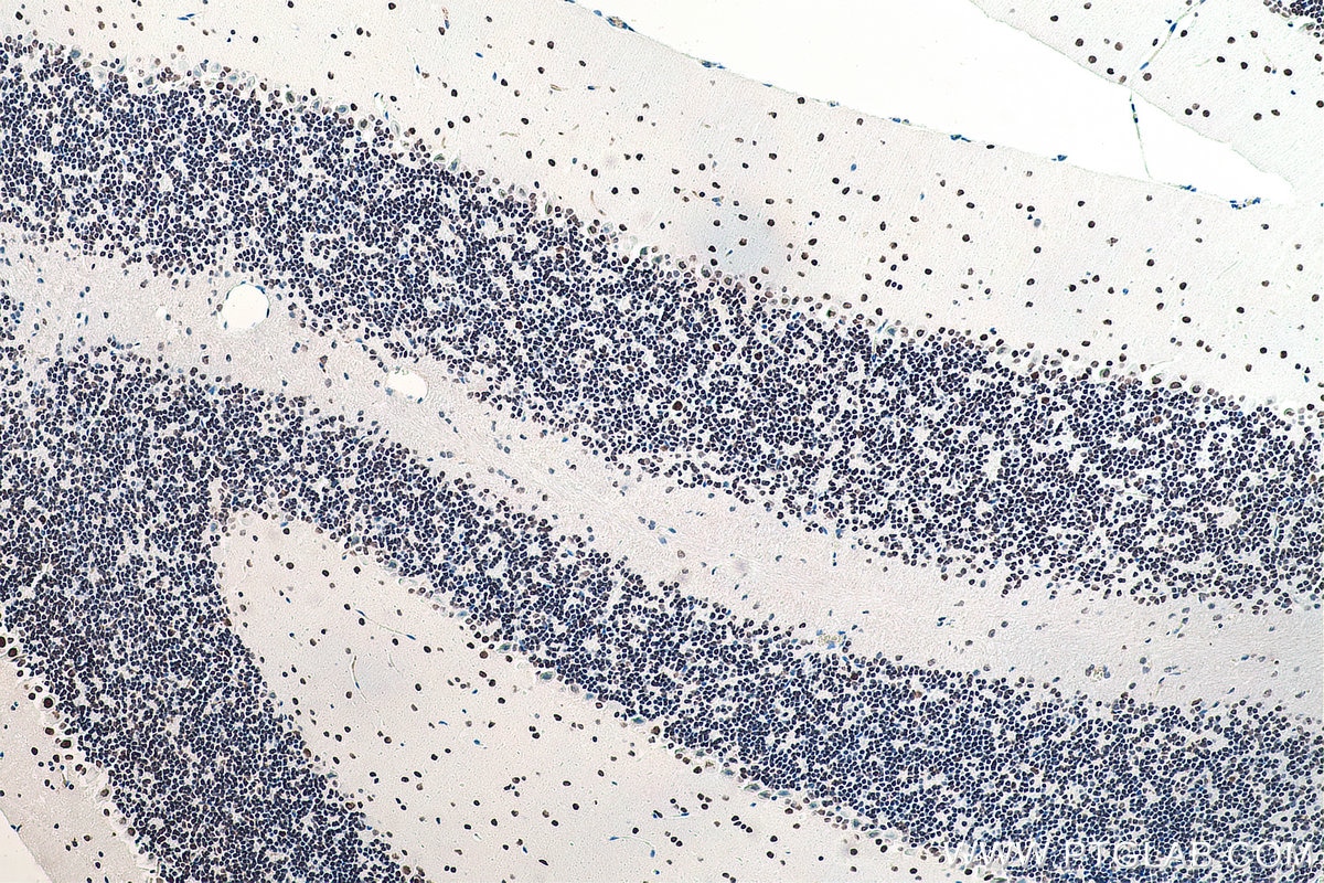 Immunohistochemistry (IHC) staining of mouse cerebellum tissue using DACH1 Monoclonal antibody (60082-1-Ig)