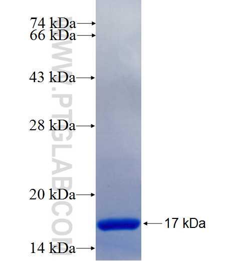 DACT1 fusion protein Ag26110 SDS-PAGE