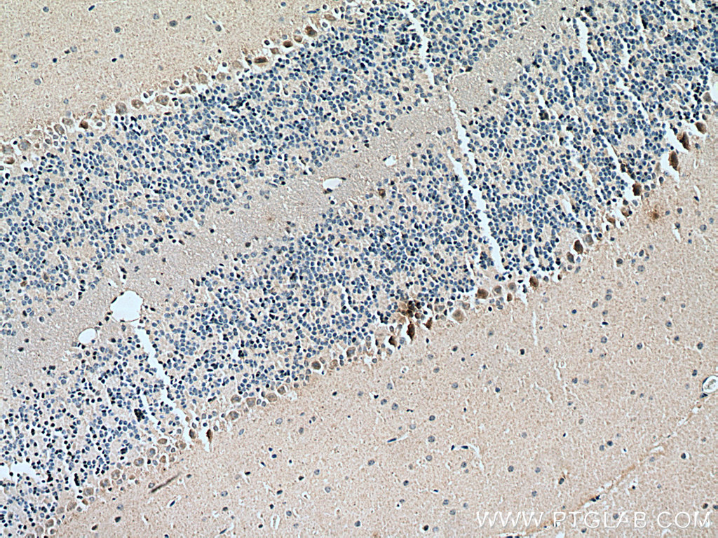 Immunohistochemistry (IHC) staining of mouse cerebellum tissue using DAO Monoclonal antibody (66296-1-Ig)