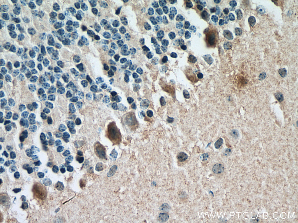 Immunohistochemistry (IHC) staining of mouse cerebellum tissue using DAO Monoclonal antibody (66296-1-Ig)