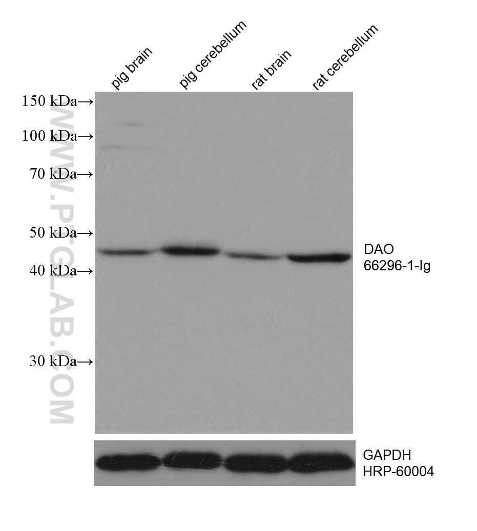 Western Blot (WB) analysis of various lysates using DAO Monoclonal antibody (66296-1-Ig)