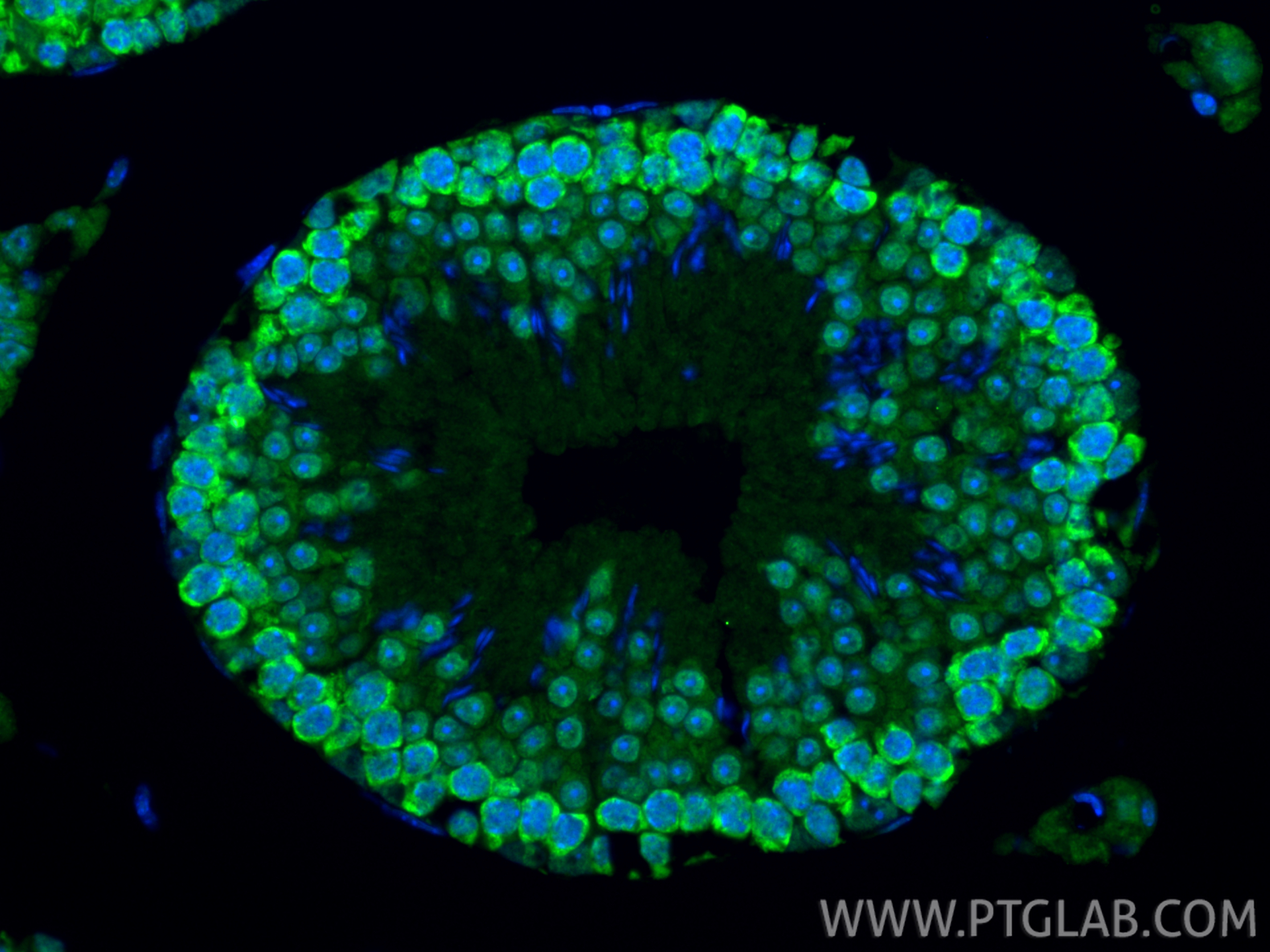 Immunofluorescence (IF) / fluorescent staining of mouse testis tissue using DAZL Polyclonal antibody (12633-1-AP)
