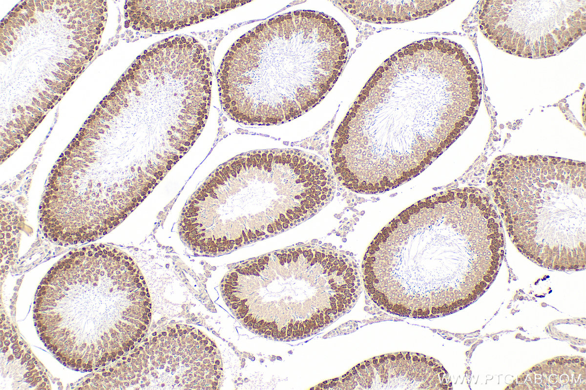 Immunohistochemistry (IHC) staining of rat testis tissue using DAZL Polyclonal antibody (12633-1-AP)