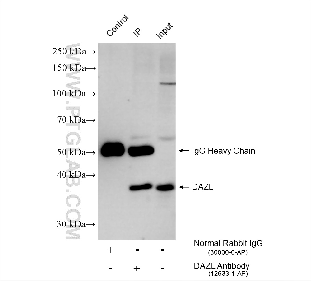 Immunoprecipitation (IP) experiment of mouse testis tissue using DAZL Polyclonal antibody (12633-1-AP)