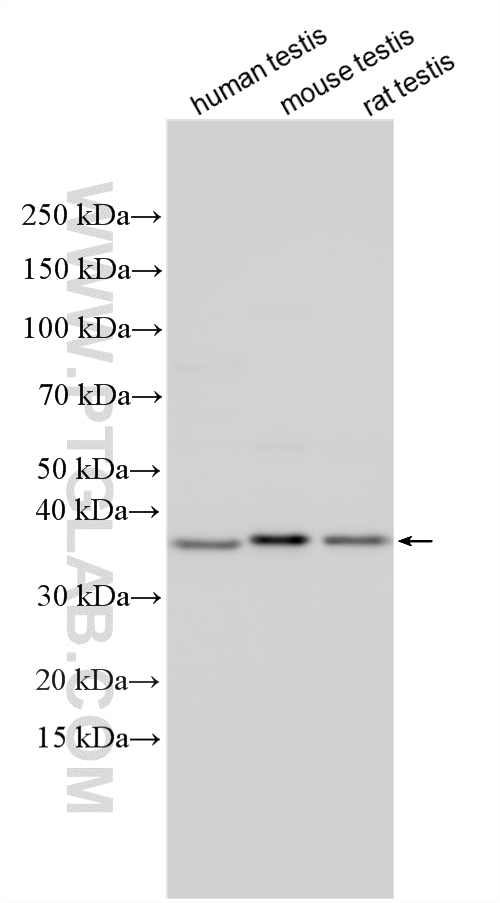 Western Blot (WB) analysis of various lysates using DAZL Polyclonal antibody (12633-1-AP)