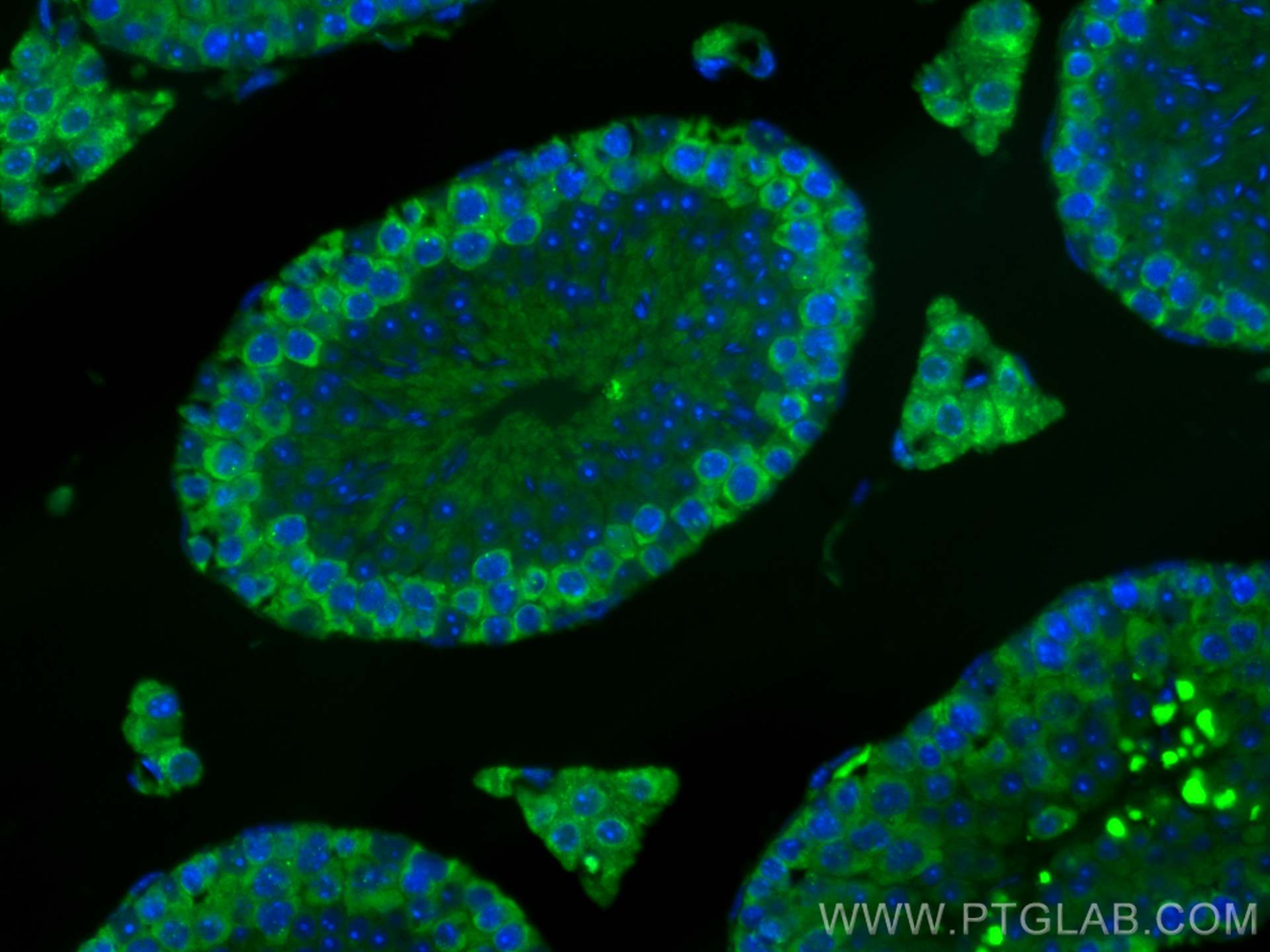 Immunofluorescence (IF) / fluorescent staining of mouse testis tissue using CoraLite® Plus 488-conjugated DAZL Polyclonal anti (CL488-12633)