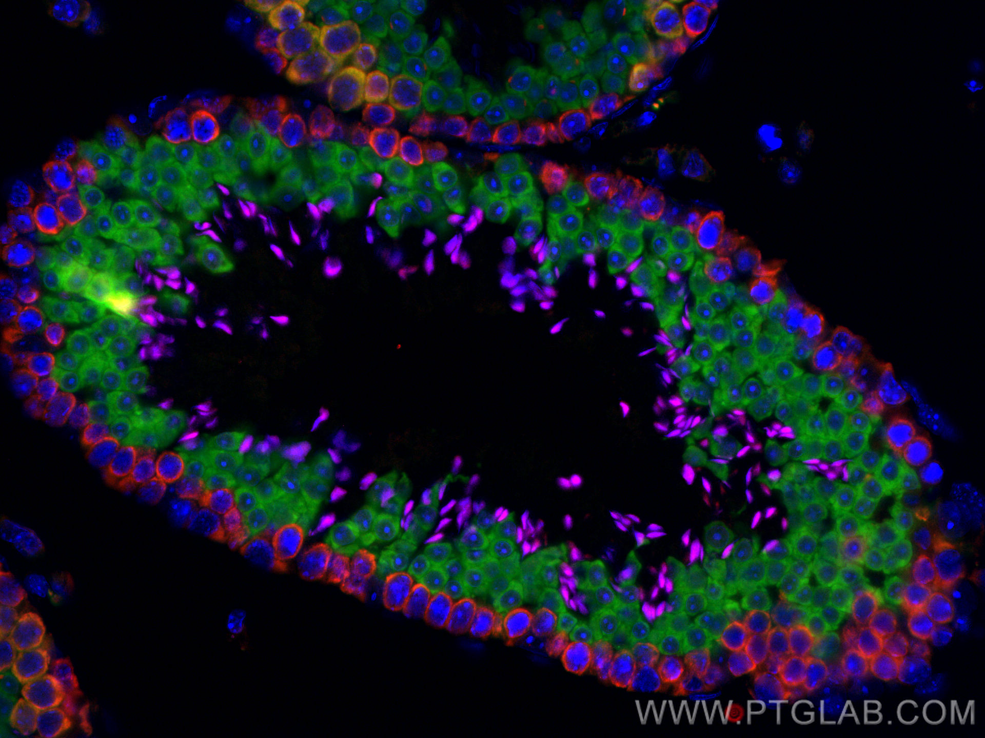 Immunofluorescence (IF) / fluorescent staining of mouse testis tissue using CoraLite®594-conjugated DAZL Polyclonal antibody (CL594-12633)