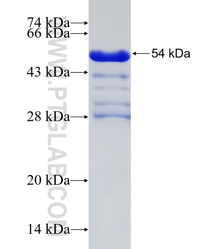 DCBLD2 fusion protein Ag32823 SDS-PAGE