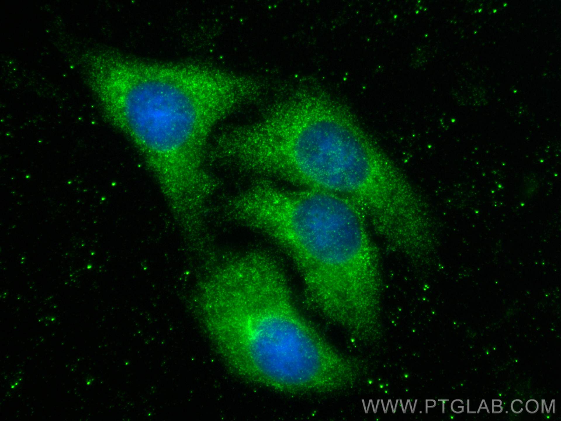 Immunofluorescence (IF) / fluorescent staining of HepG2 cells using DCLK2 Polyclonal antibody (25450-1-AP)