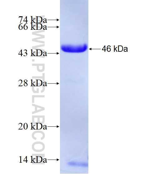 DCLRE1C fusion protein Ag28171 SDS-PAGE