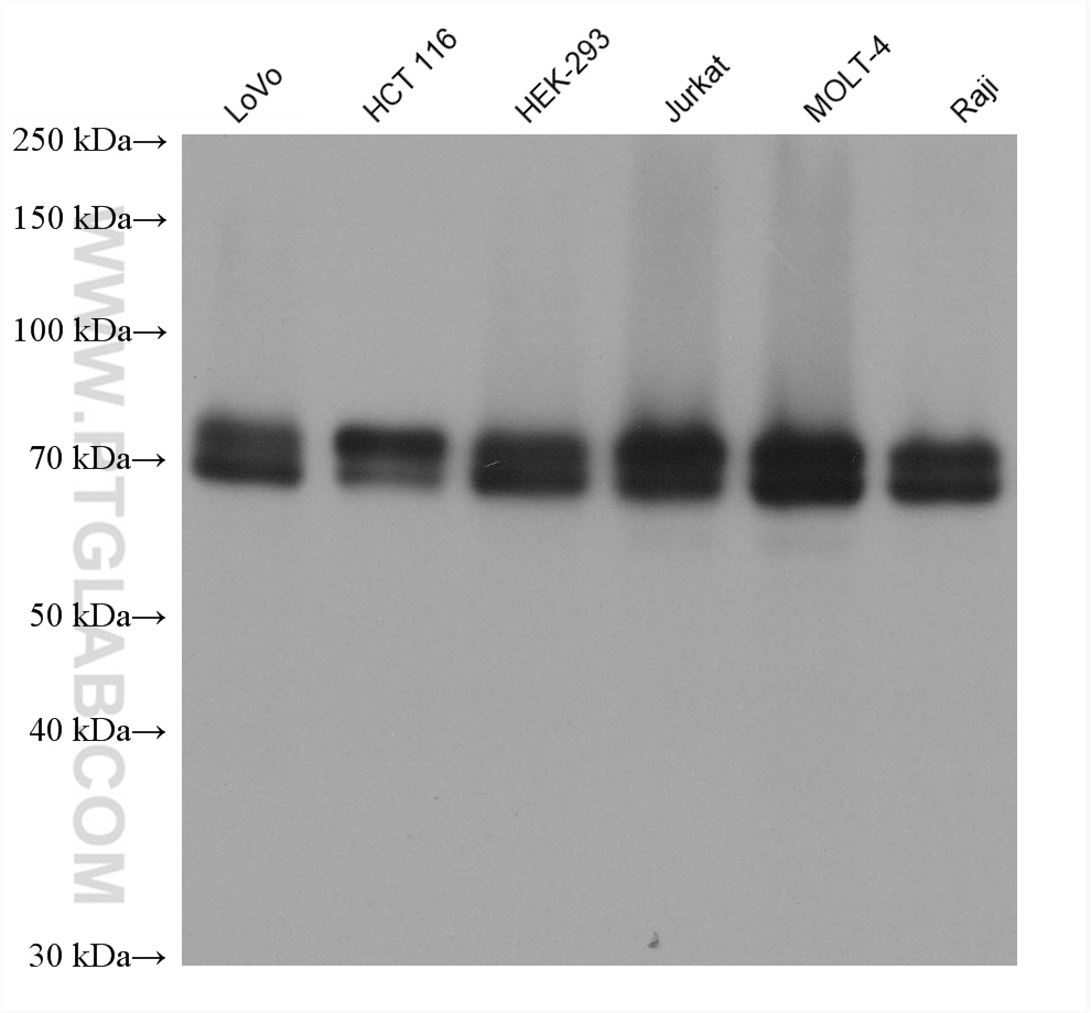 Western Blot (WB) analysis of various lysates using DCP1A Monoclonal antibody (60494-1-Ig)