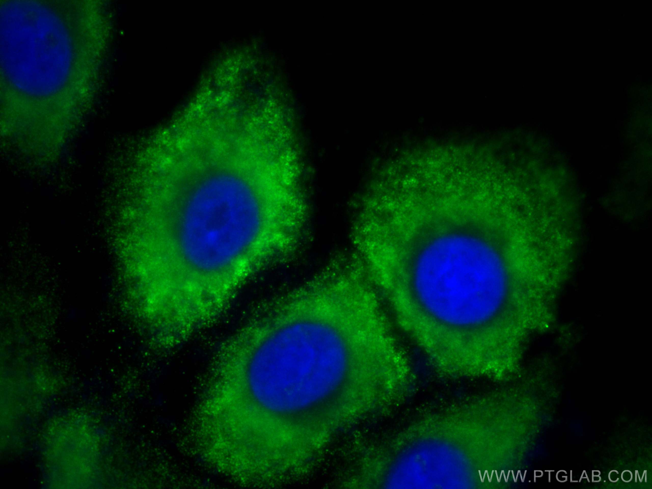 Immunofluorescence (IF) / fluorescent staining of A549 cells using CoraLite® Plus 488-conjugated DCT Monoclonal antib (CL488-68114)