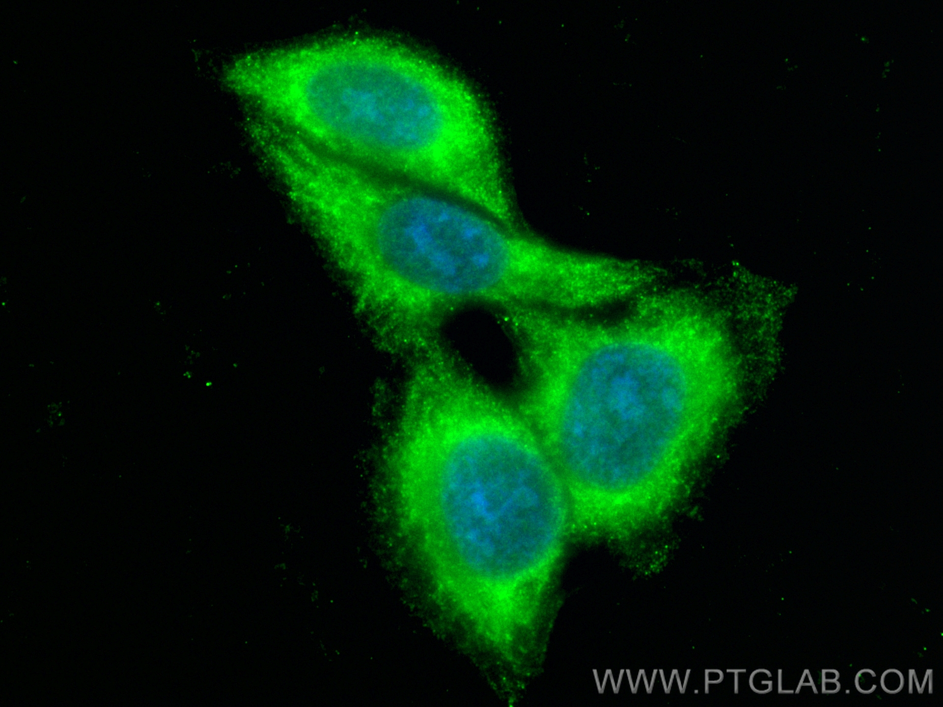 Immunofluorescence (IF) / fluorescent staining of HepG2 cells using CoraLite® Plus 488-conjugated DCTD Polyclonal anti (CL488-16784)