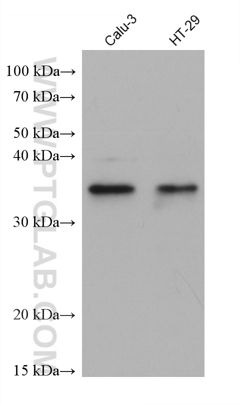 Western Blot (WB) analysis of various lysates using DDAH1 Monoclonal antibody (68823-1-Ig)