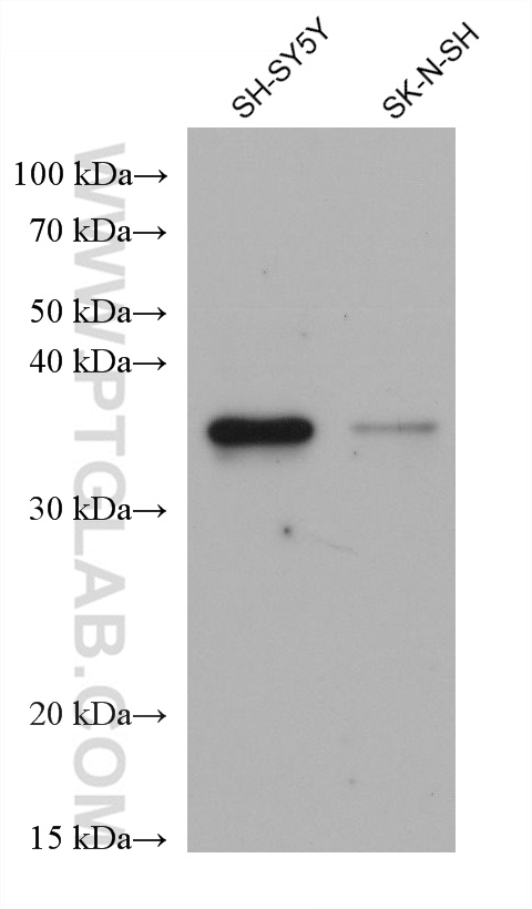 Western Blot (WB) analysis of various lysates using DDAH1 Monoclonal antibody (68823-1-Ig)