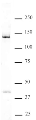 DDB1 antibody (pAb) tested by Western blot Nuclear extract of HeLa cells (30 μg) probed with DDB1 antibody (1:500).