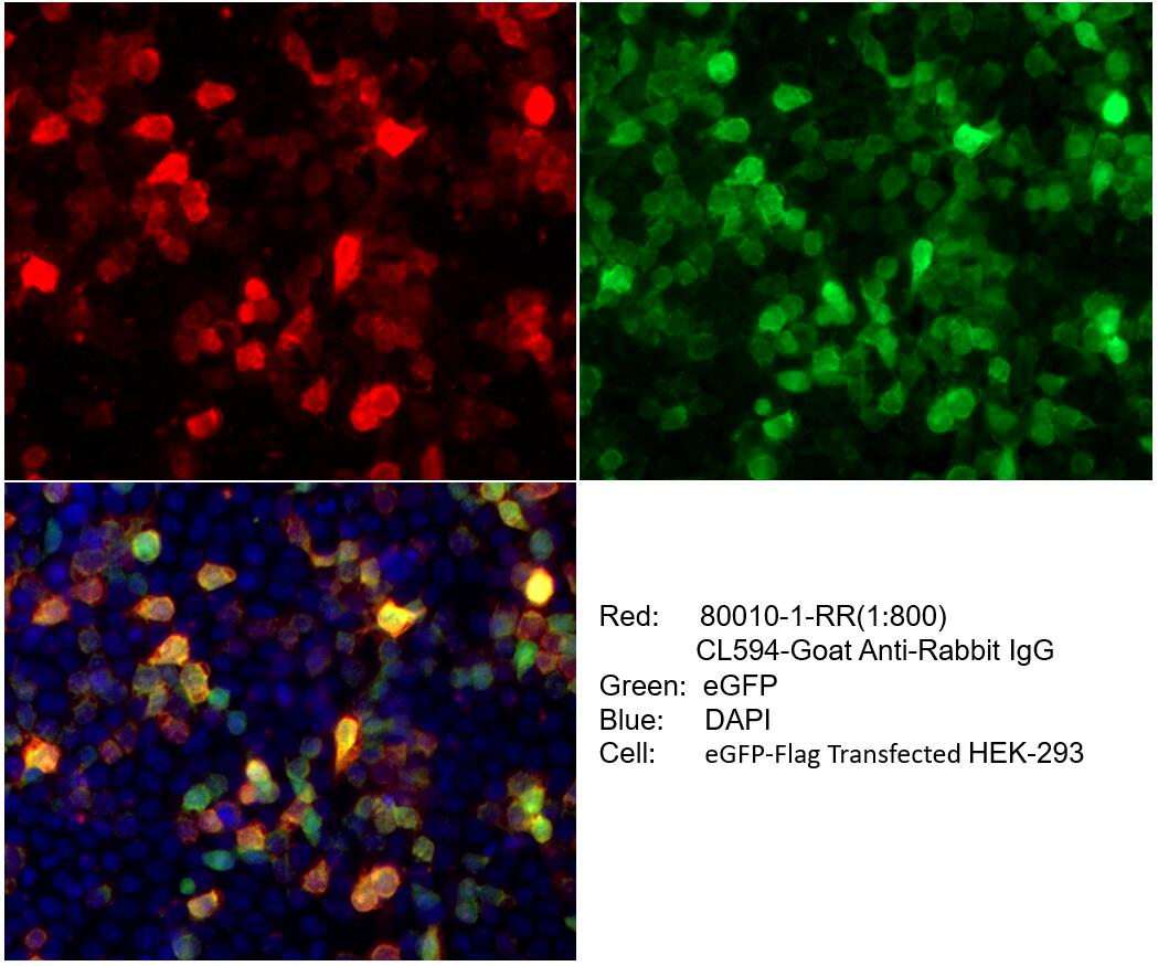 Immunofluorescence (IF) / fluorescent staining of HEK-293 cells using DYKDDDDK tag Recombinant antibody (Binds to FLAG®  (80010-1-RR)