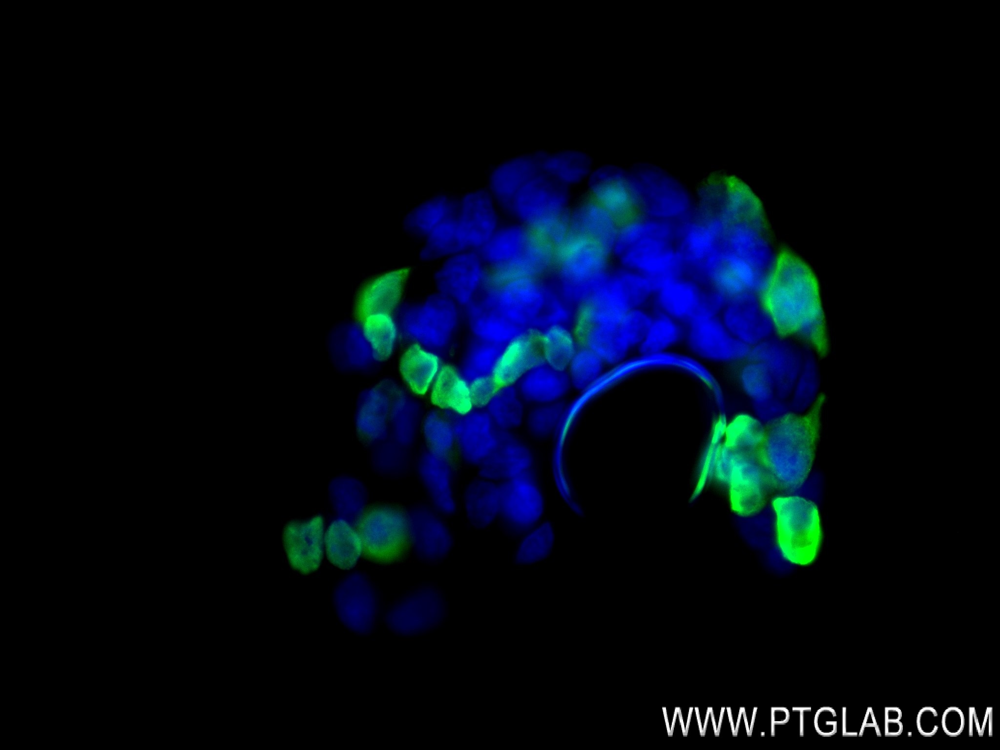 Immunofluorescence (IF) / fluorescent staining of Transfected HEK-293 cells using DYKDDDDK tag Recombinant antibody (Binds to FLAG®  (80010-1-RR)