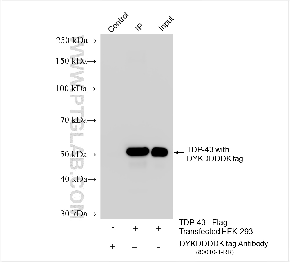 Immunoprecipitation (IP) experiment of Transfected HEK-293 cells using DYKDDDDK tag Recombinant antibody (Binds to FLAG®  (80010-1-RR)