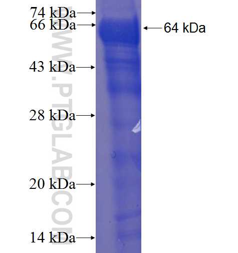 DDHD1 fusion protein Ag23620 SDS-PAGE