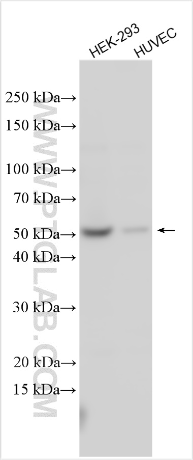 Western Blot (WB) analysis of various lysates using DDI2 Polyclonal antibody (25377-1-AP)