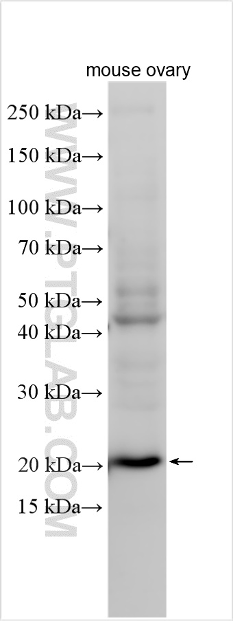 Western Blot (WB) analysis of various lysates using DDIT4L Polyclonal antibody (28490-1-AP)