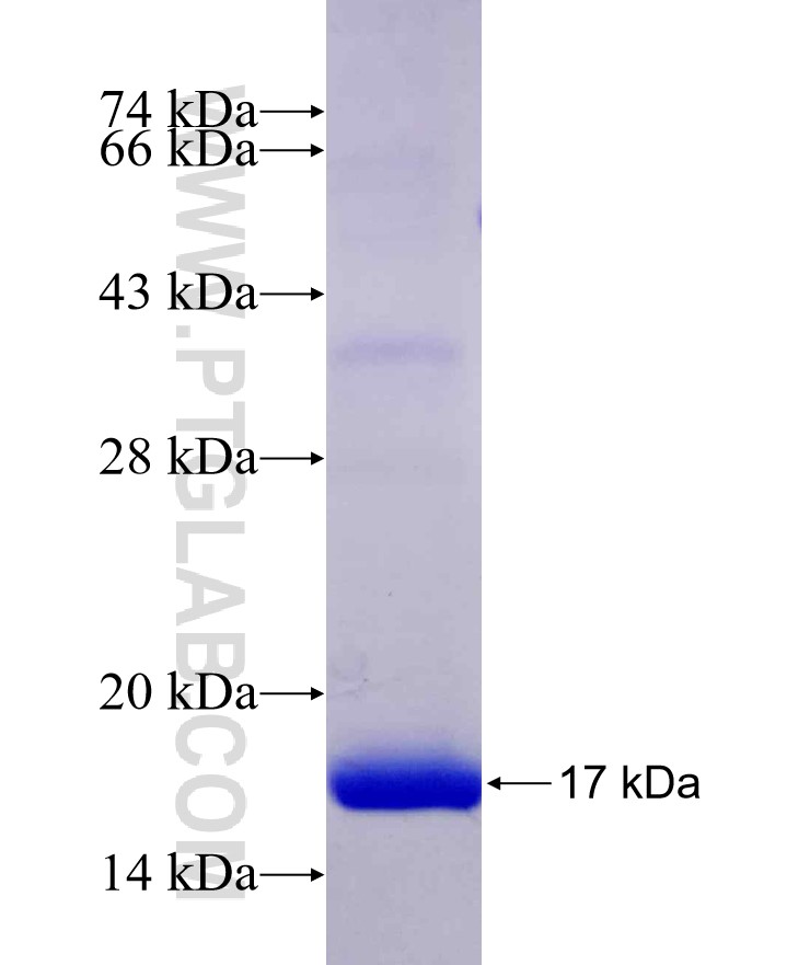 DDIT4L fusion protein Ag29634 SDS-PAGE