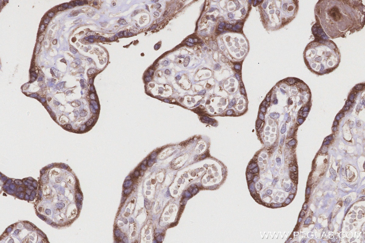 Immunohistochemistry (IHC) staining of human placenta tissue using DDOST Polyclonal antibody (14916-1-AP)