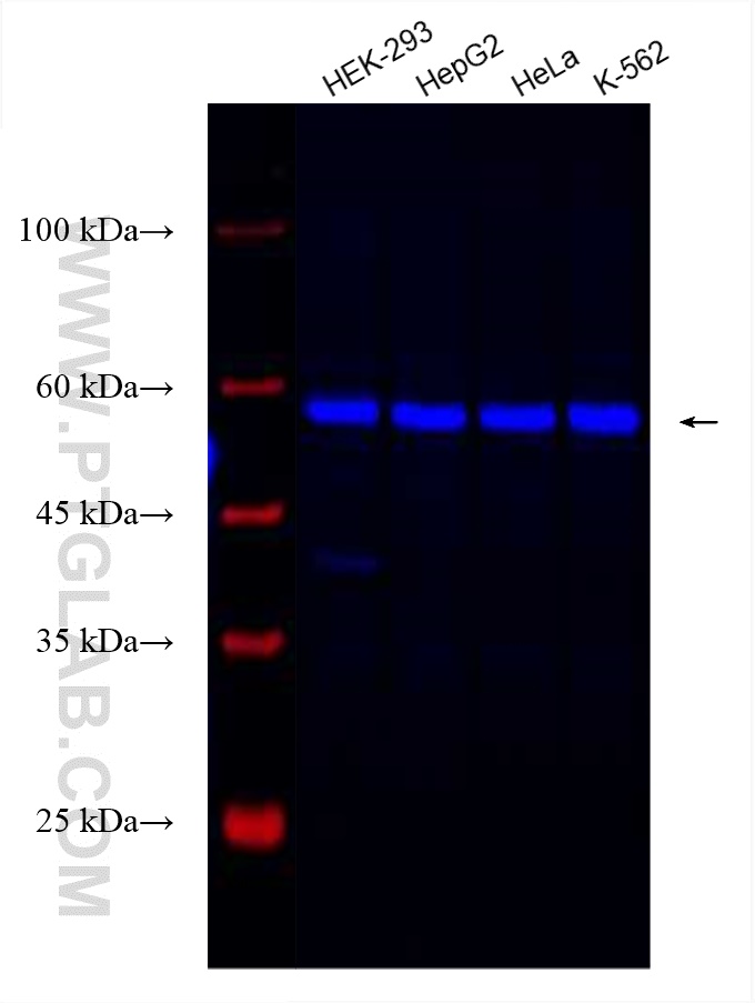 Western Blot (WB) analysis of various lysates using CoraLite® Plus 750-conjugated DDX19A Recombinant a (CL750-83106)