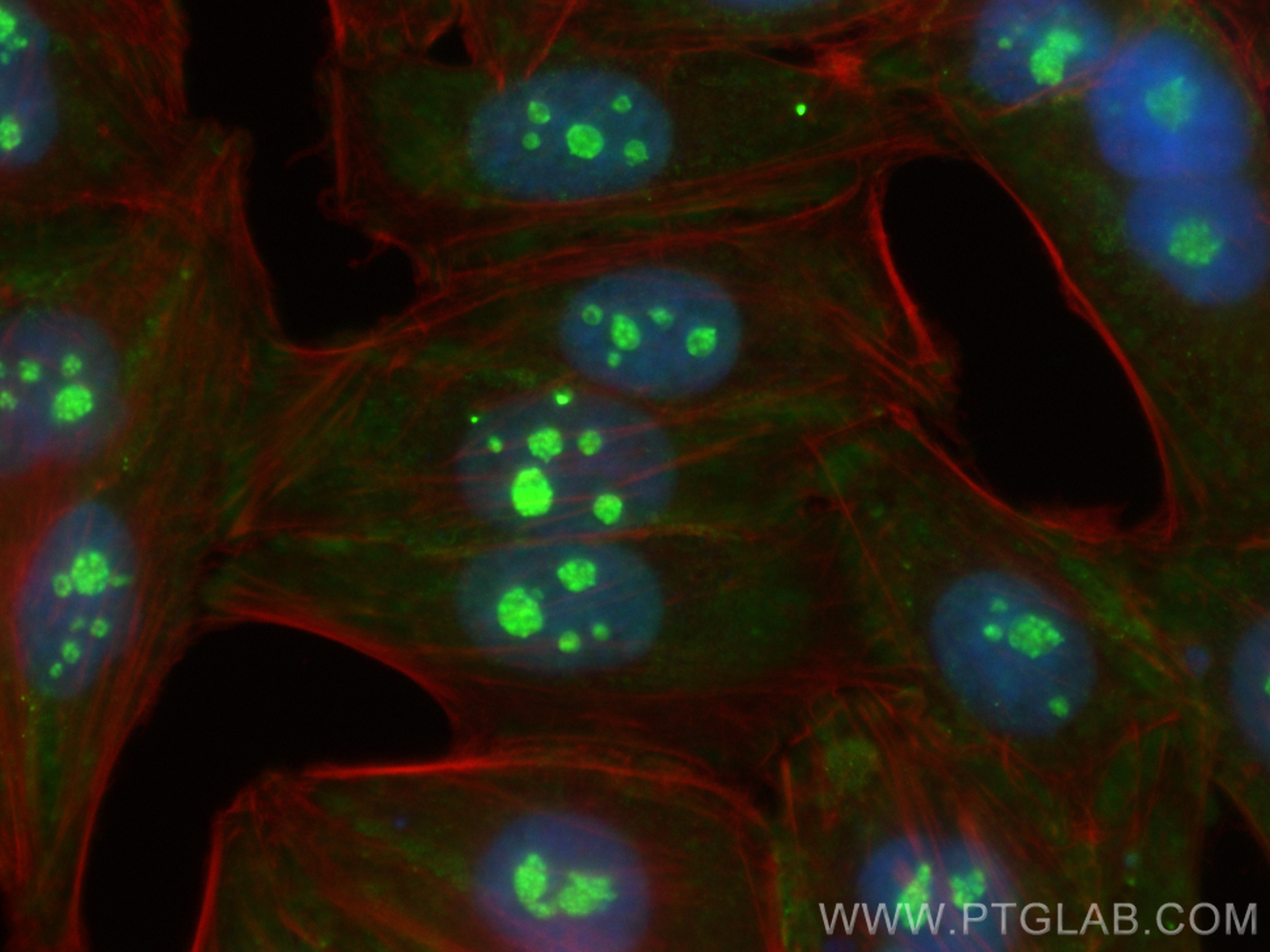 Immunofluorescence (IF) / fluorescent staining of HepG2 cells using CoraLite® Plus 488-conjugated DDX21 Monoclonal ant (CL488-66925)