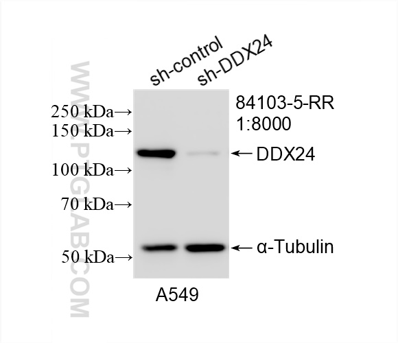 Western Blot (WB) analysis of A549 cells using DDX24 Recombinant antibody (84103-5-RR)