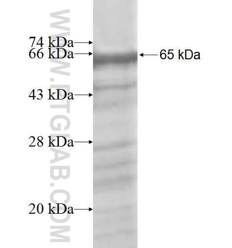 DDX27 fusion protein Ag9433 SDS-PAGE