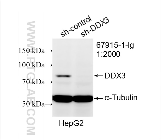 Western Blot (WB) analysis of HepG2 cells using DDX3 Monoclonal antibody (67915-1-Ig)