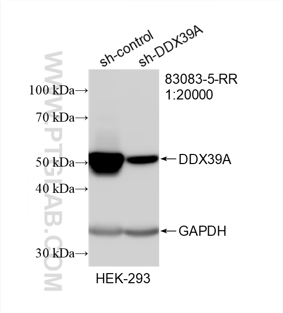 Western Blot (WB) analysis of HEK-293 cells using DDX39A Recombinant antibody (83083-5-RR)