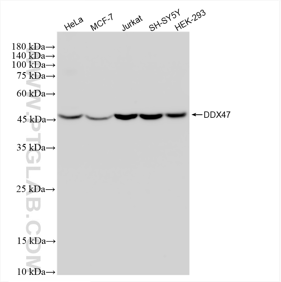 Western Blot (WB) analysis of various lysates using DDX47 Recombinant antibody (83287-3-RR)